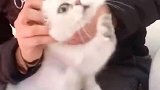 主人给猫咪挖耳朵，猫咪惊恐万分，却又不敢叫，手腿都颤抖了