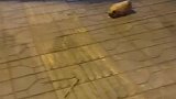 没有一只修勾可以拒绝