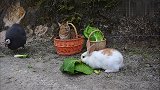小叽叽成长记(三)