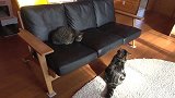 在地毯上打滚的两只猫咪，你们真是好会玩，还真是可爱呢！