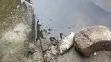 到底咋回事这些鱼为啥要跳上岸