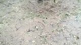 母鸡真伟大，下雨天还保护着幼崽！