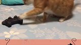 不知不觉我得叫我叫猫叔叔