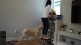狗狗是女主人健身的绊脚石，这个动作太逗了