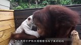 猫咪把奶牛当成妈妈？每天不分离，画面让人想不通