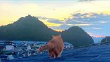 猫在看风景，猫亦是风景