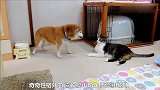狗挑衅猫，看猫如何还击