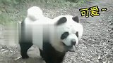 熊猫新品种？狗里狗气的