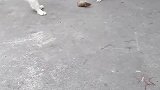 猫：我才不要抓老鼠，我害怕老鼠！