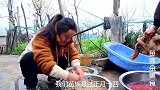 苗大姐家过小年，公鸡中的战斗鸡让你眼馋，手抓米饭啃肉肉
