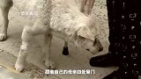 【宠物故事】病重狗狗两年在同一地点徘徊，只为寻找主人的身影