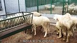 与众不同的斑点羊，因长相像狗，所以被斑点狗收养