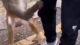 我可是正经猴，可别给我老伴看到了
