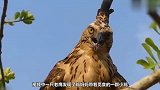 老外将鸡蛋放进老鹰的窝，小鸡孵化后，老鹰的反应请忍住不要笑