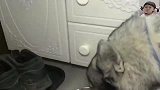 哈士奇跟狼抢食，狼：我看你敢动一下