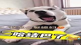 二哈竟然最后结巴了,此视频极度舒适建议多看几遍!