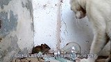 不是镜头拍下谁信？猫咪被老鼠追了半条街！这事够老鼠吹一辈子！