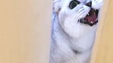 猫咪洗澡还被女主人打，气的在门口堵女主人，这小表情太逗了