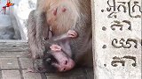 猴子将新生婴儿放在火热的地板上，可怜的婴儿和莎拉