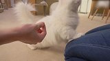 发现一只雪白的猫咪，这模样好可爱，想养一只一样的！