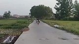 当二哈露出智慧的眼神，我就知道要出事了