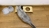 把零食和猫粮放一起会怎么样？喵：你说呢，谁吃猫粮谁傻