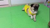 主人跟狗子玩游戏, 没想到狗子耍无赖