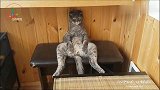 猫咪发呆的表情太搞笑了,坐着的姿势真是绝了！
