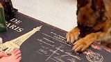 德牧犬捷豹让主人帮它剪指甲，这表情真是太可爱了，萌萌哒