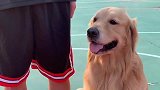 金毛蛋黄陪主人打篮球，结果球和鞋子没了，好尴尬啊