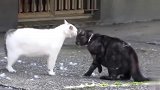 两只肥猫打架，打五秒休息十秒，打得猫毛满天飞，太逗了！