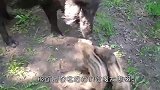 治理野猪泛滥，国外的办法够狠，派出了直升机！有钱真可以为所欲