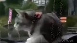 猫：总有刁民想害朕！来啊！看看到底谁更快！
