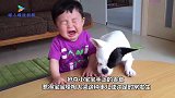 主人让哈士奇看护宝宝，一发现宝宝在哭泣，二哈的反应让人笑喷