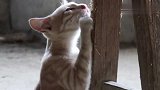 农村6个月大小花猫，每天都要练铁爪功，你看凳子都被它抓烂了