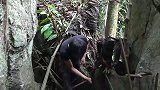 丛林生存：搭建庇护所遮风挡雨，吃椰子充饥解饿