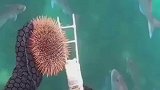 潜水员拿海胆喂小鱼，海胆：用我的命喂鱼真谢谢你