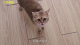 谁来救救我，这只猫追着我叫了一个小时了！