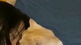 女孩子养公猫就不需要男朋友了！网友：这小猫咪太暖了！