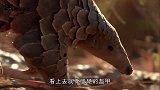 穿山甲误入狮子领地，狮子一口就咬了上去，接下来请忍住别笑
