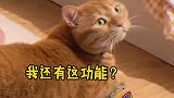 以后出门带只猫就够了！