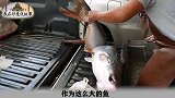 大！大！大鲶鱼！都说建国后不能成精！我们赶紧吃了它