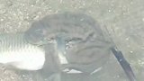 网友拍到金蟾抱鲤画面，金蟾死死抱住鱼儿不放，鱼儿已经奄奄一息
