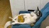 狗狗翘着二郎腿吃零食，这活的也太潇洒了