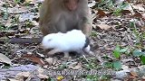 无恶不作的猴子，落到科莫多巨蜥手里，直接被“爆头生吞”！