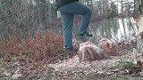 男子偶然去山上转转，看到两棵大树被咬断，摄像机录下罪魁祸首
