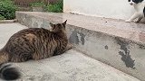 狸花猫和奶牛猫一言不合就打架
