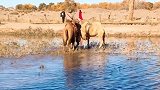 在二道桥总是能看骆驼饮水