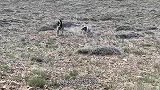 3只野狼围捕1只狗狗，狗子凭借一招化险为夷，狗：我也慌得不行