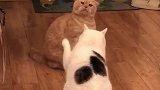 橘猫：你干啥，我可没惹你哈，你别欺负我！